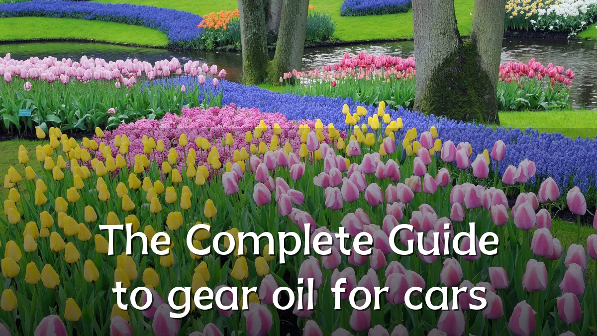 The Complete Guide to gear oil for cars