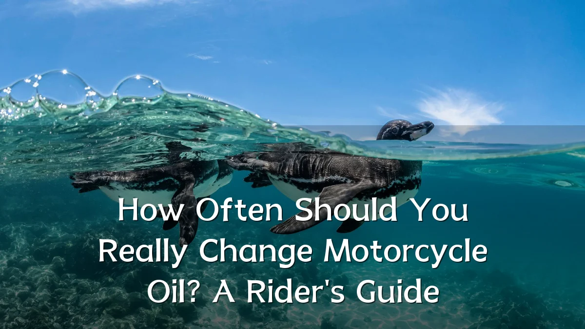 How Often Should You Really Change Motorcycle Oil? A Rider's Guide