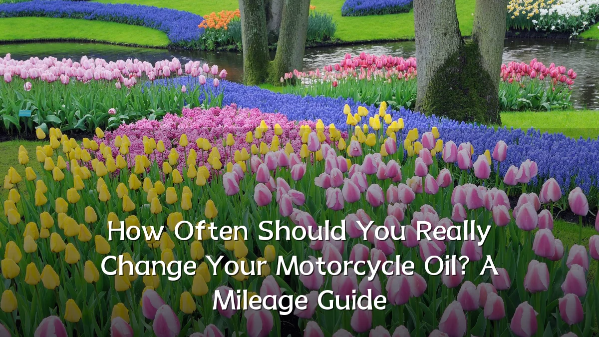 How Often Should You Really Change Your Motorcycle Oil? A Mileage Guide